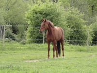 LES ECURIES DE BEAUVAIS (53)